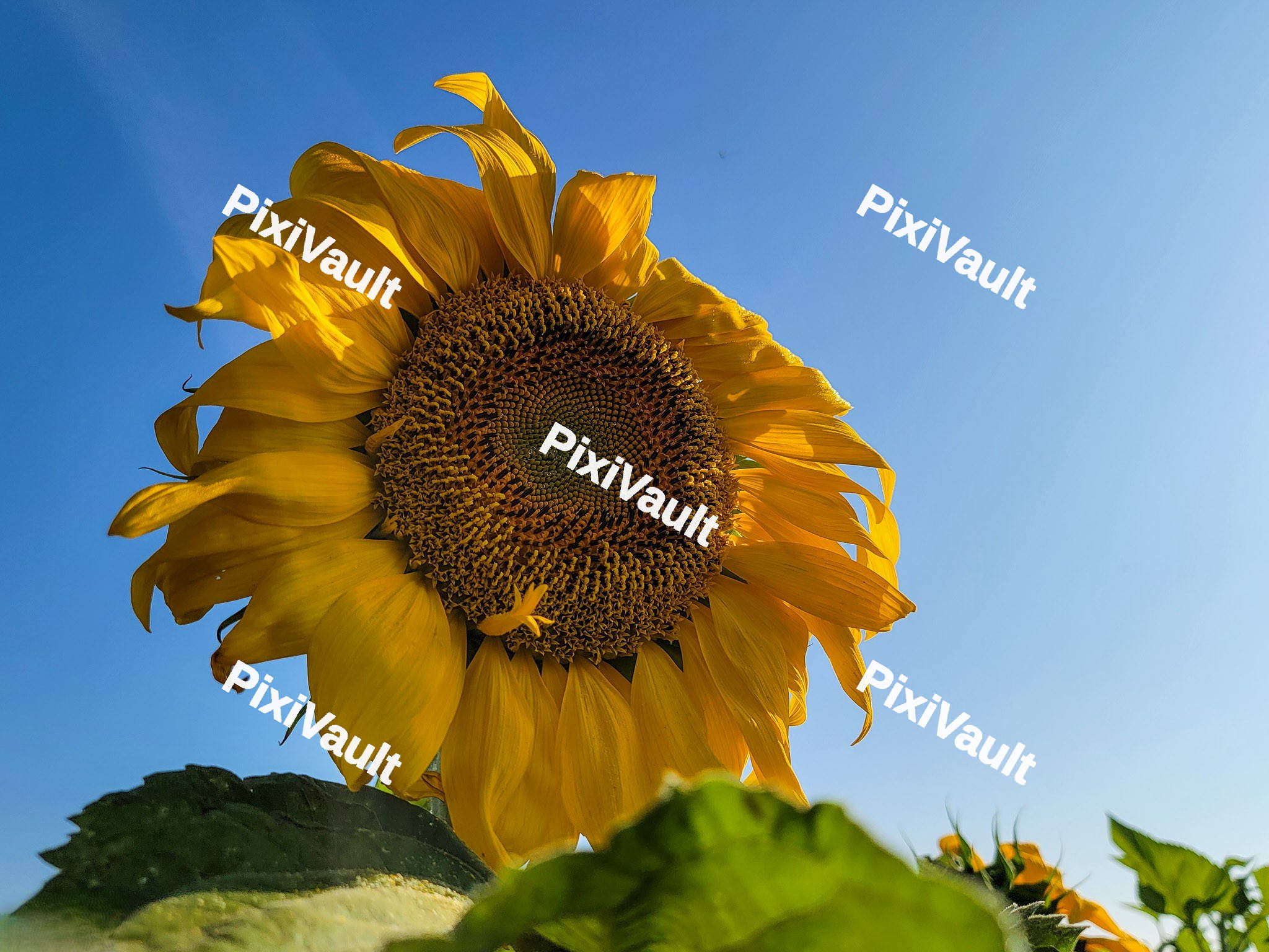 Gigant Sunflower